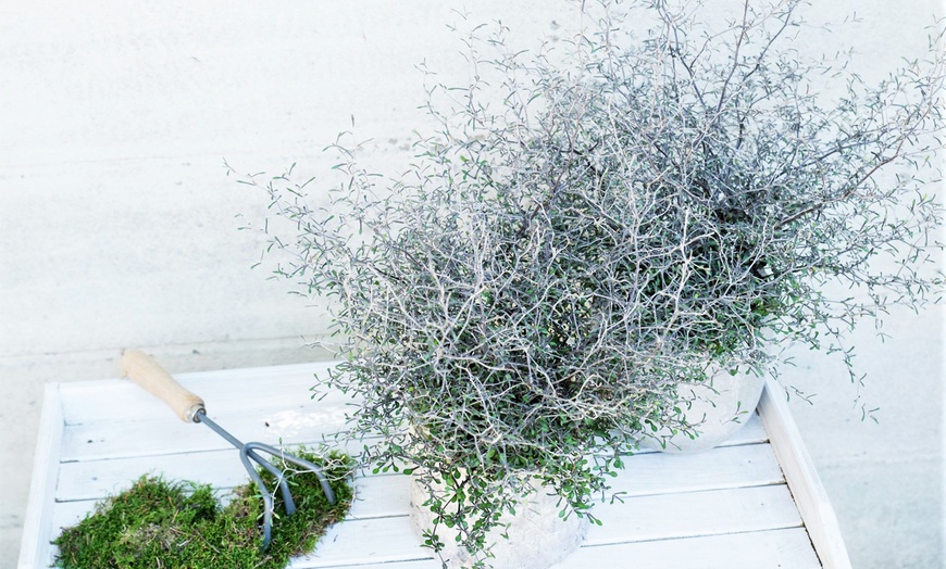 Image 5: Maori Corokia Bonsai