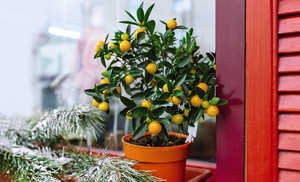 One, Two or Three Citrus Trees Collection Lemon, Lime or Orange Plants