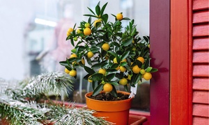  Citrus Collection - Lemon, Lime and Orange Plants 