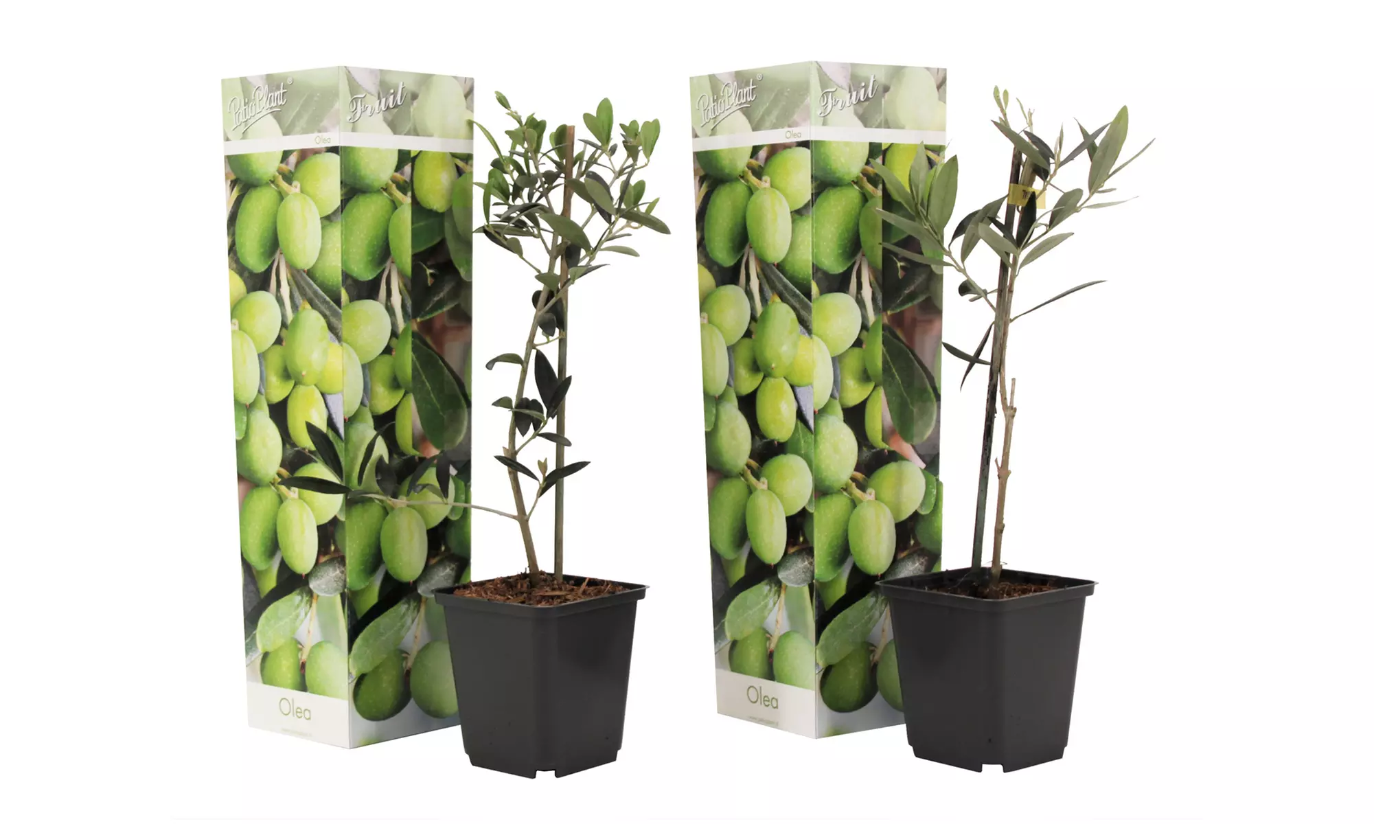 Lot de 2 oliviers Olea Europaea - Primary Image