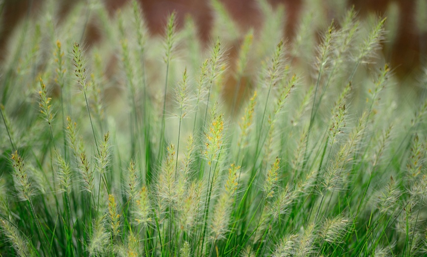 Image 7: Ornamental Grass Collection – 3 or 6 Potted Plants