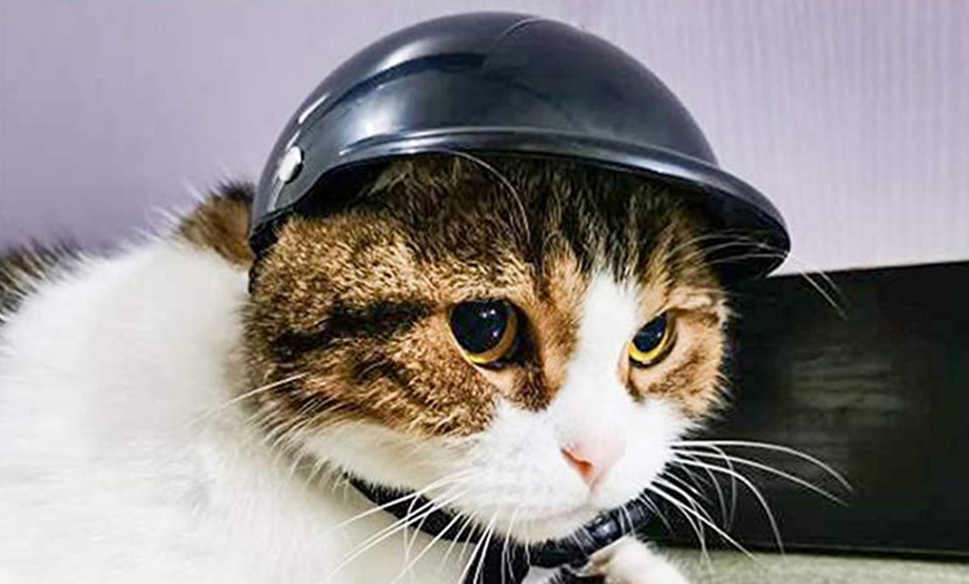 Image 5: Pet Helmet
