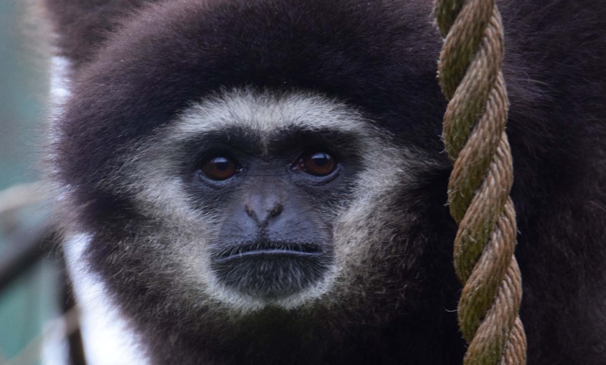 Image 8: Plongez dans la faune et la flore luxuriante du Zoo de Maubeuge