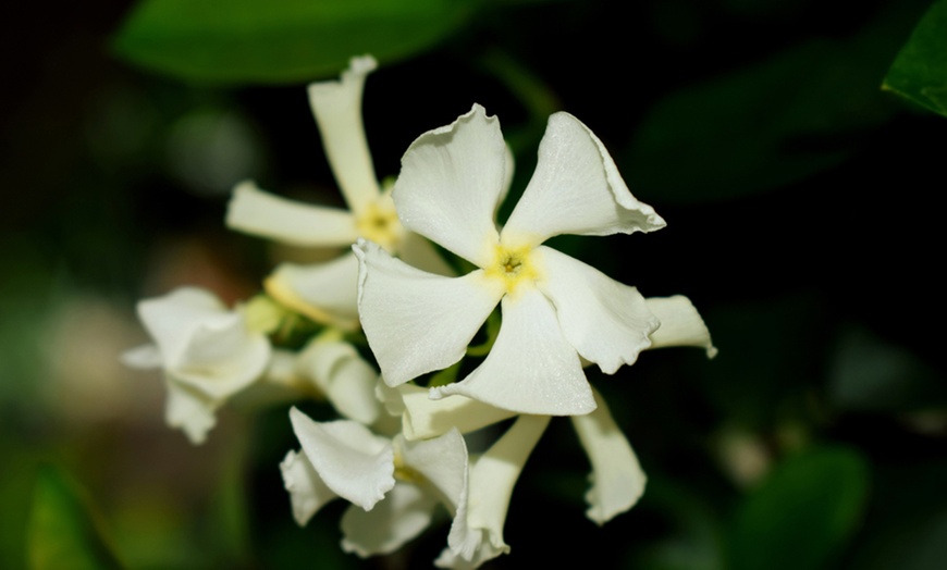 Image 6: Trachelospermum Jasminoides Plants - Two Litre