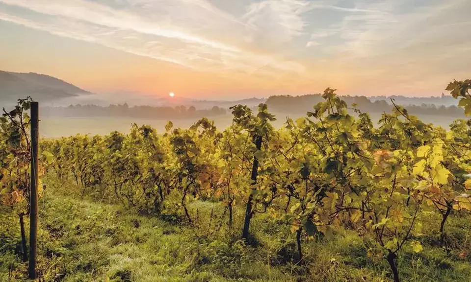 Wine Lovers’ Escape: Indoor Classic Wine Experience for 1, 2, or 4