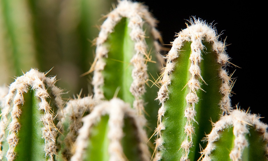 Image 6: 6 ou 12 cactus ou plantes grasses