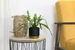 One, Two or Three Mixed Easy Care Houseplants - Second Medium