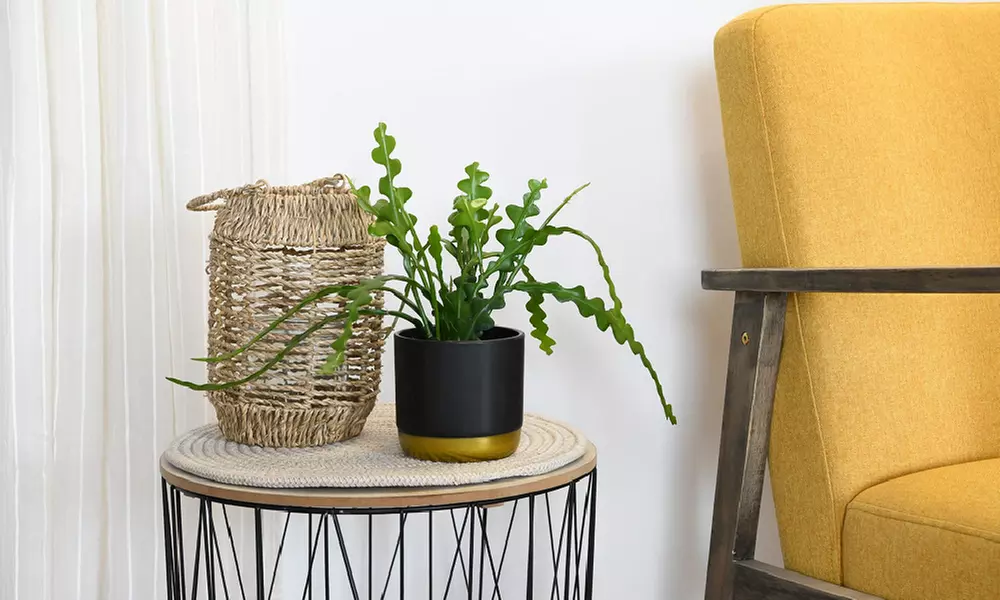 Mixed Easy Care Houseplants