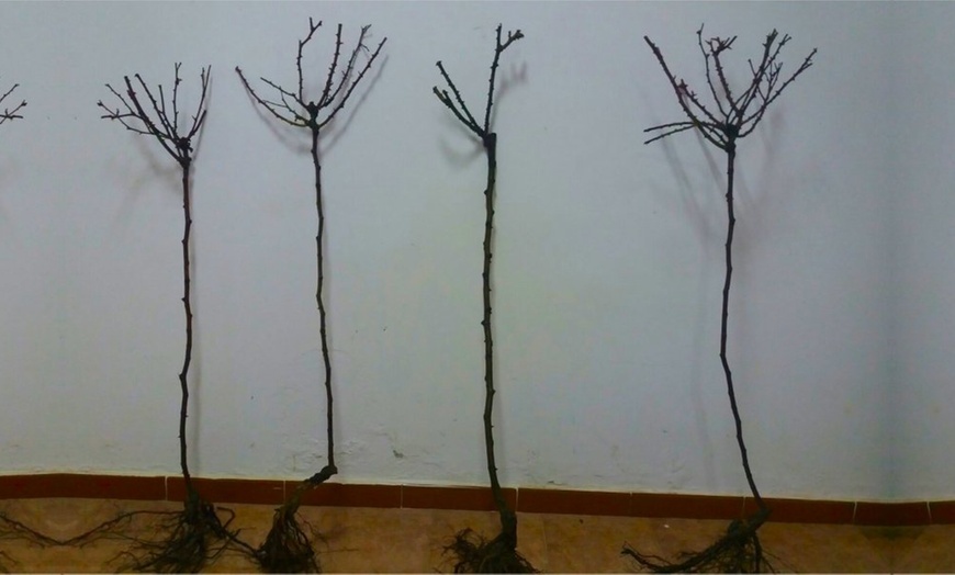 Image 12: Two Bare Root Rose Trees