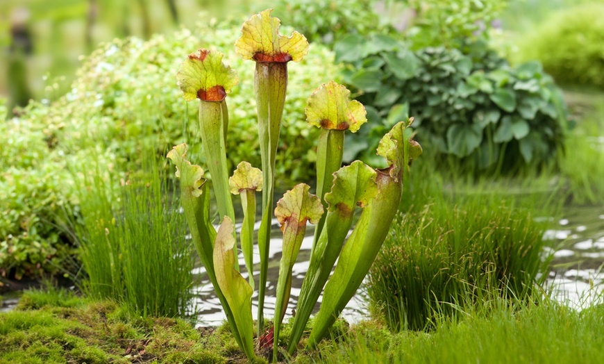 Image 4: Plantas carnívoras