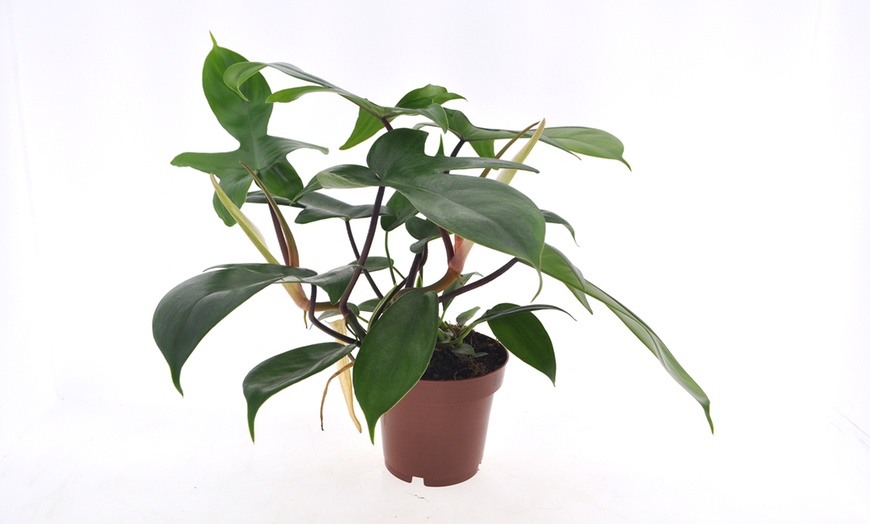 Image 6: 1 o 2 piante di Philodendron Florida Green