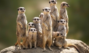 Meet the Meerkat Experience