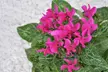 Pretty Pink Cyclamen Coum Flowers ( 3, 6, & 12 Bulbs With Planting Tool) - Second Medium