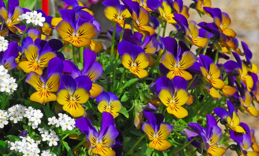 Image 5: Up to 144 Winter Bedding Plants