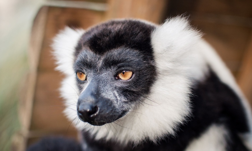 Image 7: Rencontrez la faune du monde entier au Touroparc Zoo