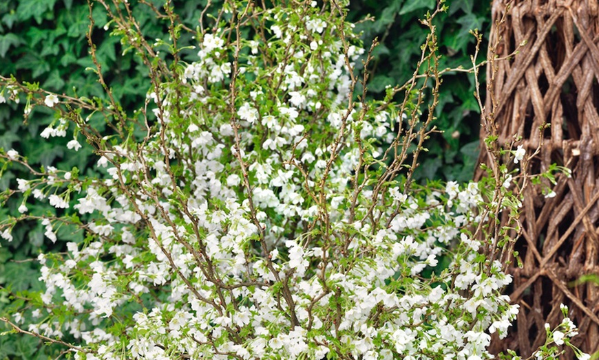 Image 2: Dwarf Japanese Flowering Cherry
