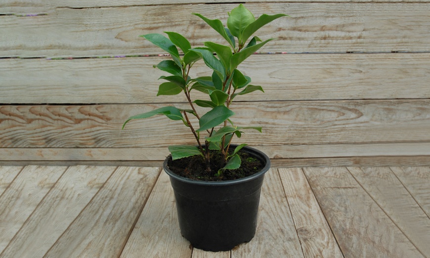 Image 3: Camellia Tricolour Plants