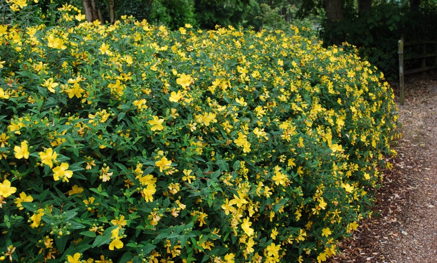 Image 6: Hypericum Miracle Marvel-planten