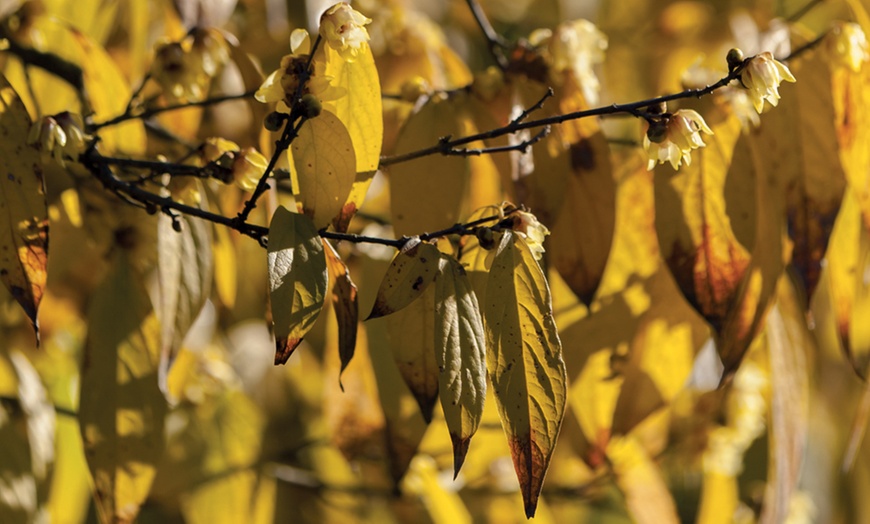 Image 4: Chimonanthus Praecox Wintersweet - 1 or 2 Potted Plants