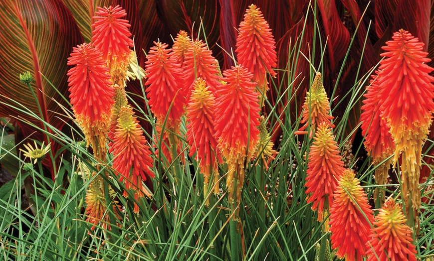 Image 4: Perennial Bare Root Plants