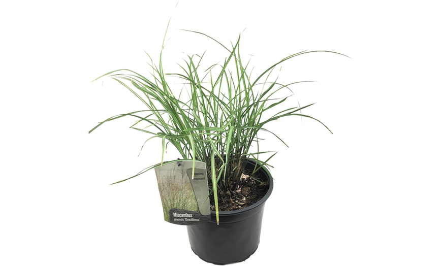 Image 2: Plante "Miscanthus Gracilimus"