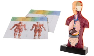 Hey! Play! Anatomy Model Human Body Torso with Removable Organs