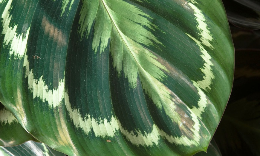 Image 8: Calathea, keuze uit 3 variëteiten