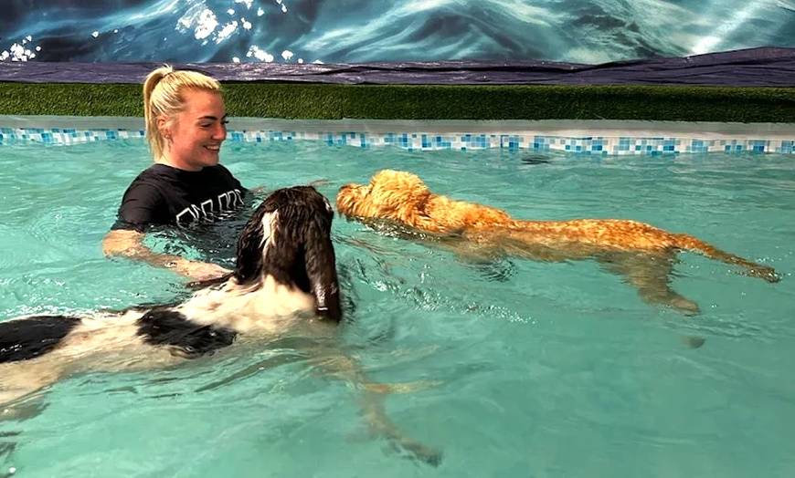 Image 9: Water Fun Awaits: Doggy Fun Swim Session (Owners Welcome to Swim Too)