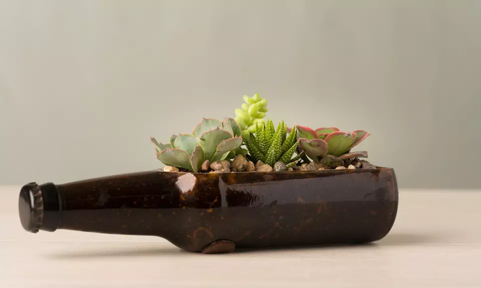 Premium Living Beer Bottle Succulent Planter (1-, or 2-Pack) - Second Medium