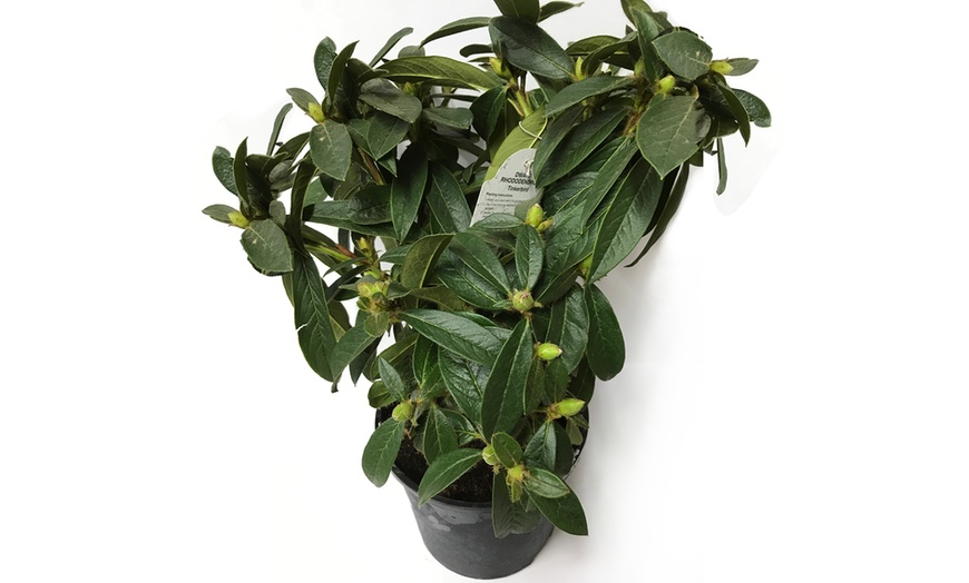 Image 2: 3-Litre Rhododendron Tinkerbird
