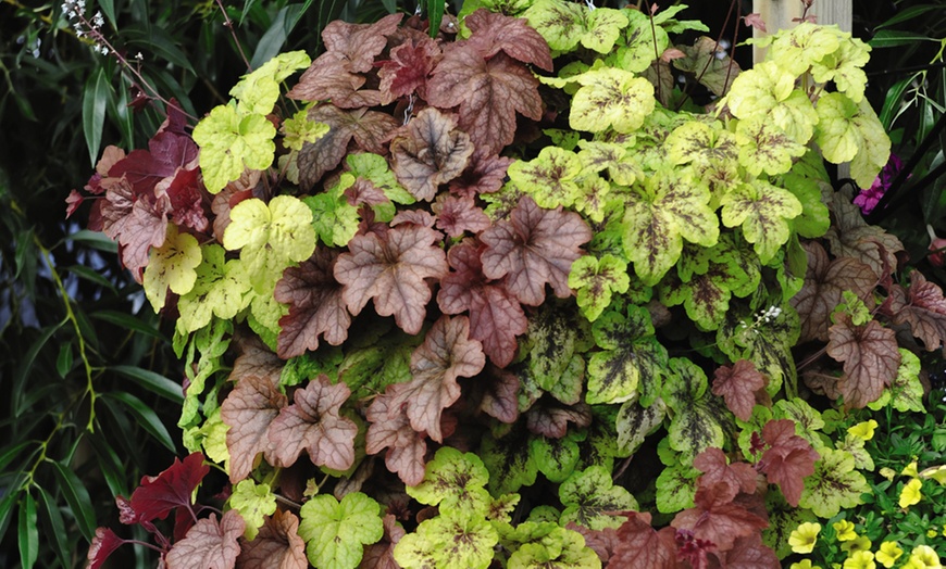 Image 1: Three or Six Plants of Heucherella Trailing Collection