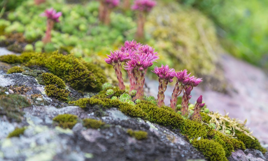 Image 2: Set de plantes Sempervivum