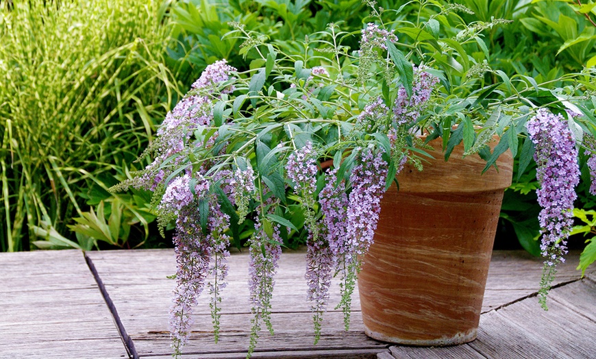 Image 5: Lot de Buddleia Wisteria Lane