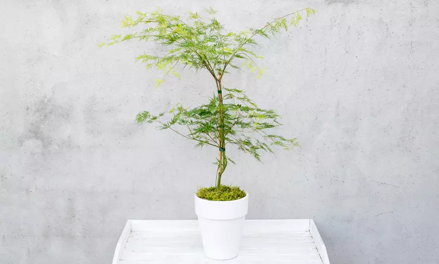 Image 2: Japanse esdoorn "Emerald Lace"