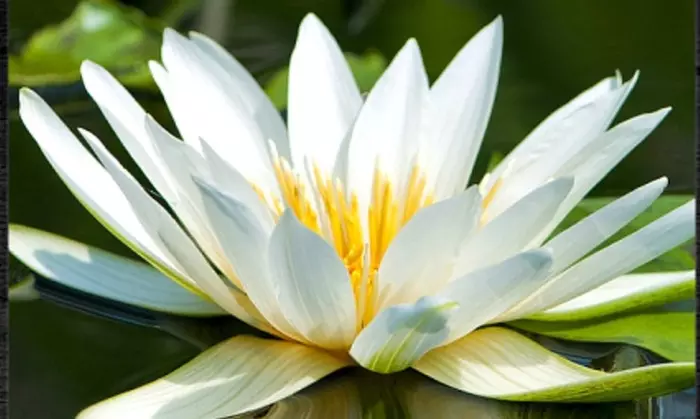 $55 for $110 Worth of Services — Koi Whisperer Sanctuary & Japanese Gardens - Primary Image