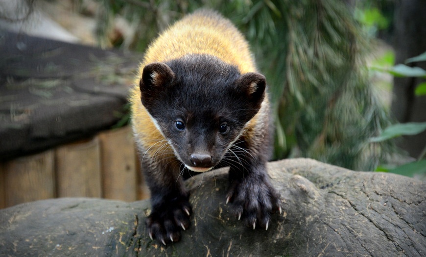 Image 6: Bilet do wrocławskiego ZOO wraz z Afrykarium 