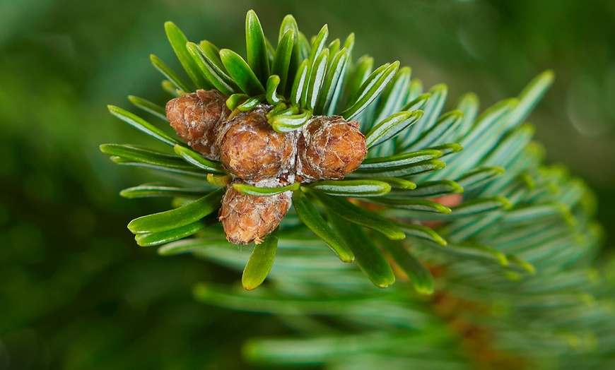 Image 5: Arbre de Noël naturel Nordmann