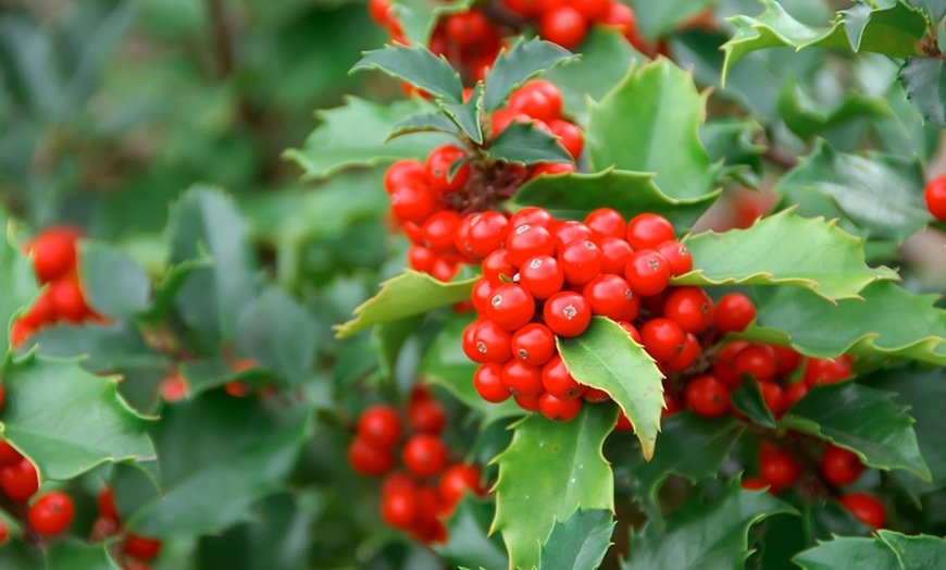 Image 1: Ten Holly Hedging Plants - Supplied in 9cm pots