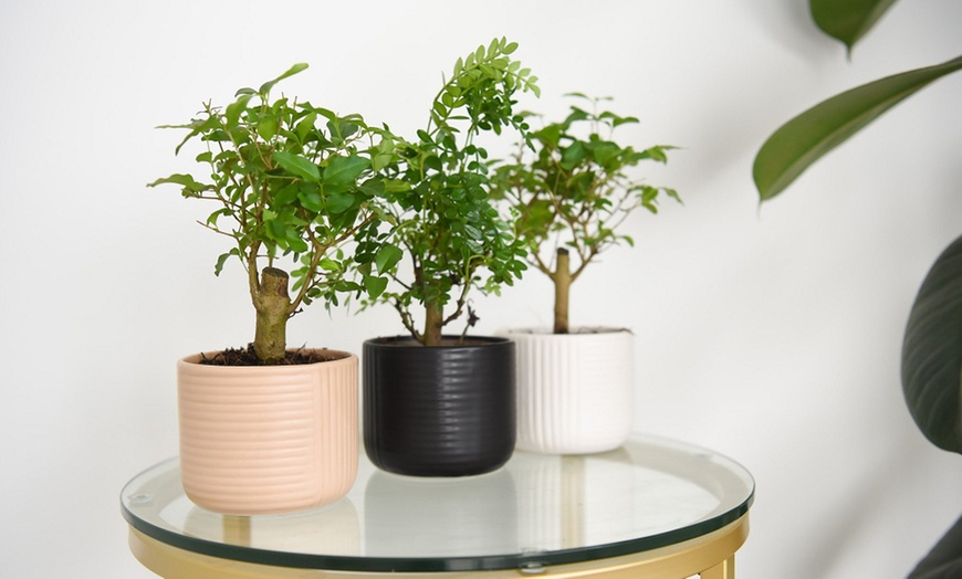 Image 2: Bonsai Mix in Round Ceramic Pot - Up to 3 Plants