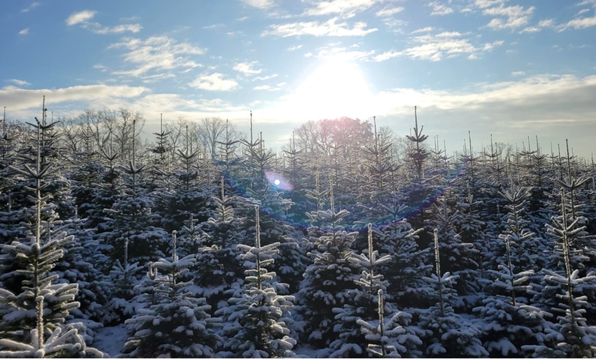 Image 2: Tannengrün / (Premium)-Weihnachtsbaum selber schlagen mit Getränken