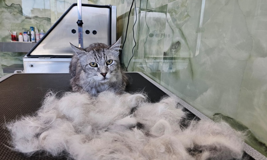 Image 21: Dog / Cat Grooming from Best Veterinary Clinic in the UAE Award Winner