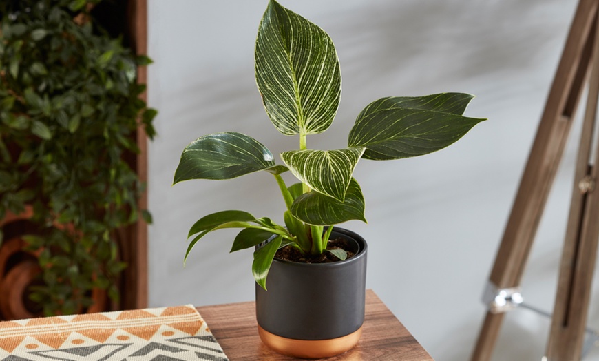 Image 1: Philodendron White Measure in 11cm Pot