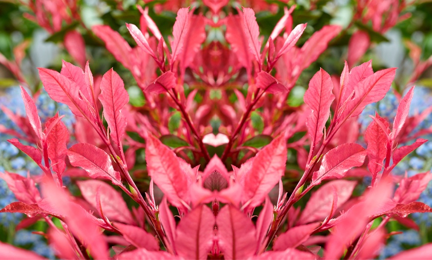 Image 4: Dwarf Photinia ‘Little Fenna’ – 1, 3 or 5 Potted Plants