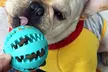 Dog Chewing Ball Toy - Second Medium
