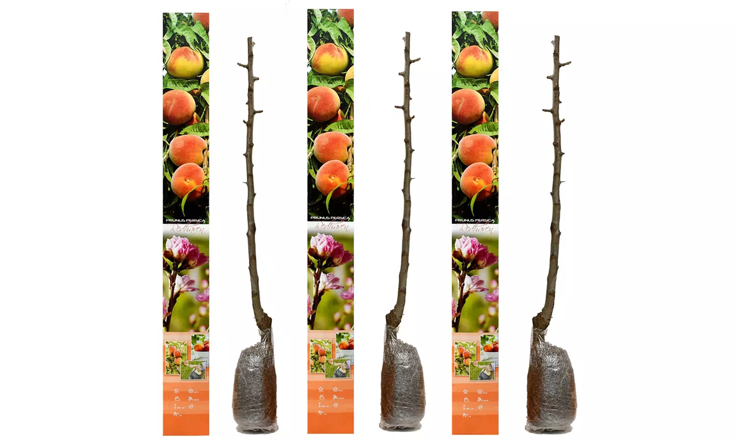 Conjunto de husillos de árboles frutales