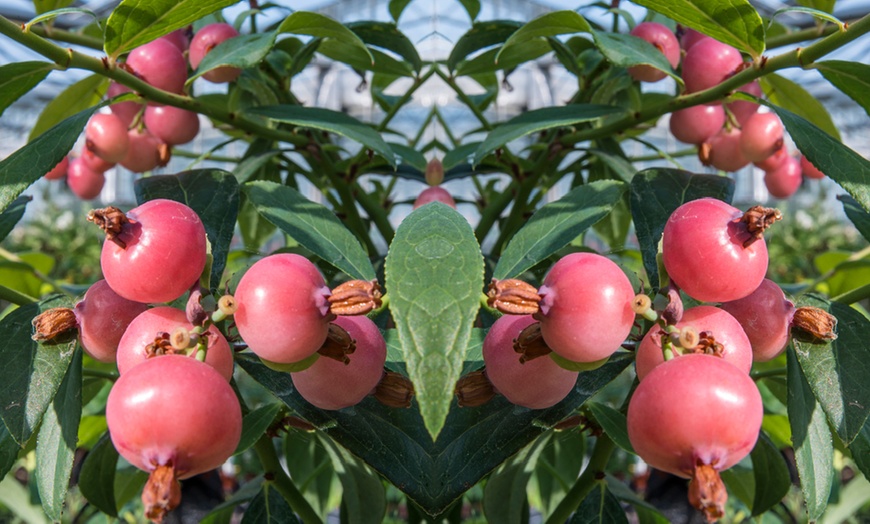 Image 3: Pink Blueberry ‘Pink Sapphire’ – 1 or 3 Potted Plants
