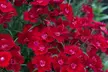 15 or 30 Dianthus 'Rockin' Red' Premium Perennial Plants - Image 5