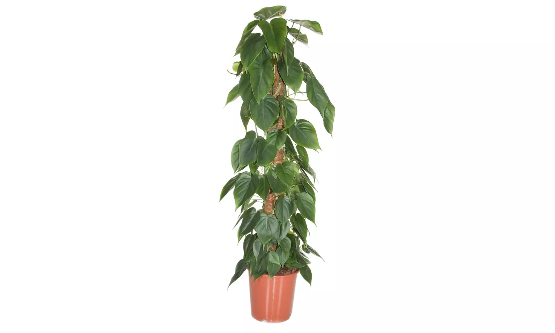 Philodendron met mosstok - Primary Image