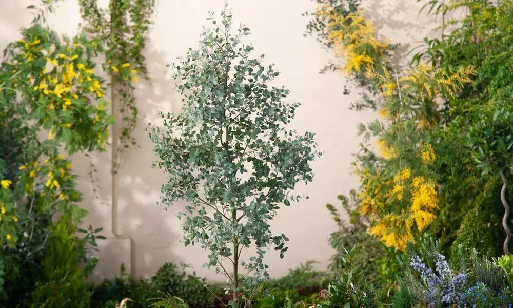 Eucalyptus Gunni - Primary Image