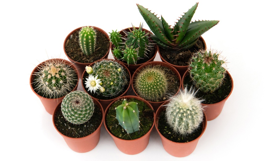 Image 7: Collection de mini-cactus 